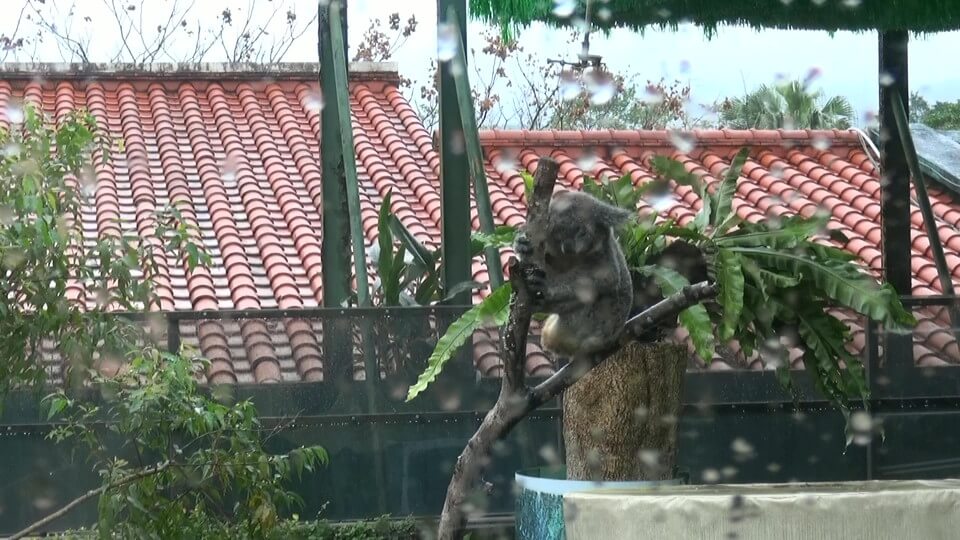 台北市立動物園のコアラ